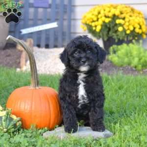 Kevin, Miniature Poodle Mix Puppy