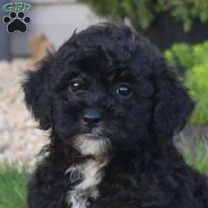 Kevin, Miniature Poodle Mix Puppy