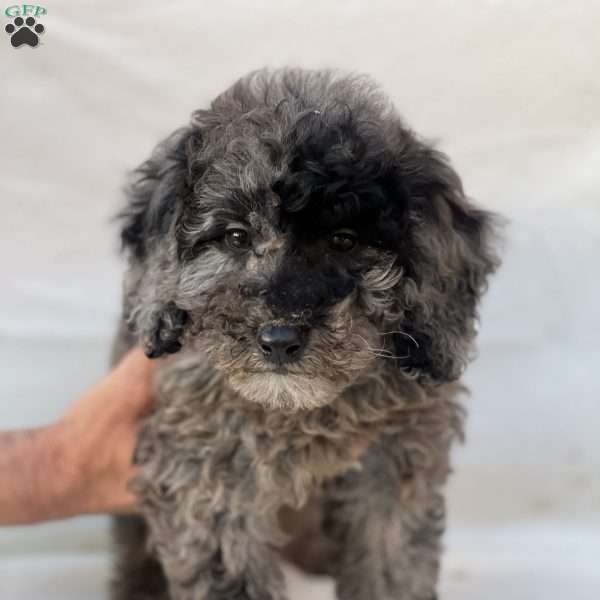 Kevin, Mini Goldendoodle Puppy