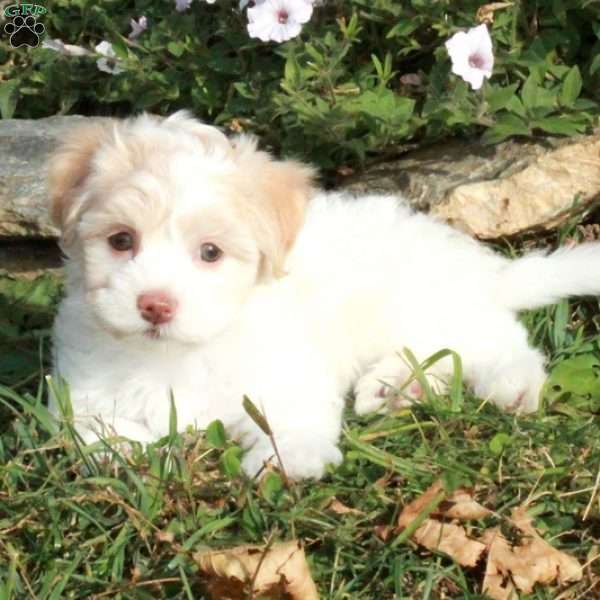 Khloe, Havanese Puppy