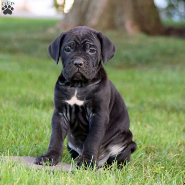 Kia, Cane Corso Puppy