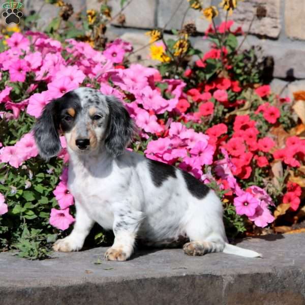 Kia, Dachshund Puppy