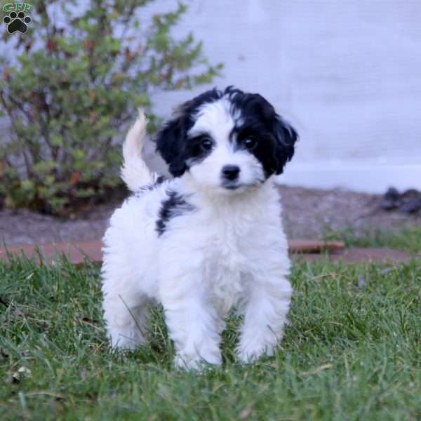 Kia, Mini Labradoodle Puppy