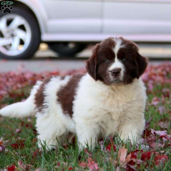 Kia, Newfoundland Puppy