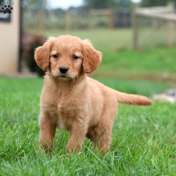 Kia, Golden Retriever Puppy