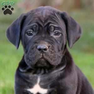 Kia, Cane Corso Puppy