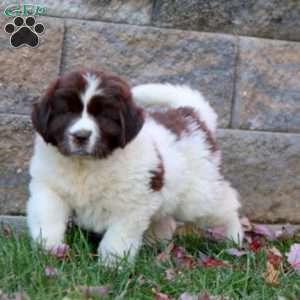 Kia, Newfoundland Puppy