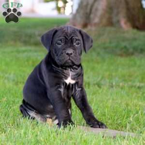 Kia, Cane Corso Puppy