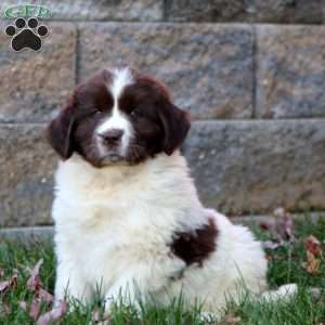 Kia, Newfoundland Puppy