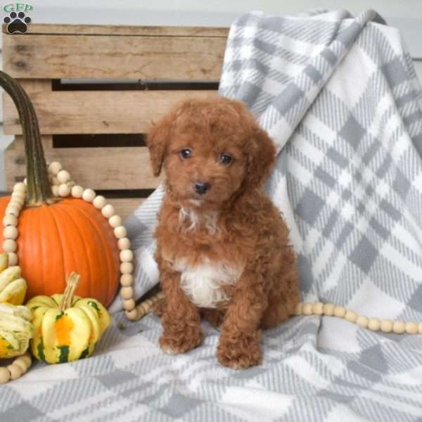 Kibbles-F1BB, Cavapoo Puppy