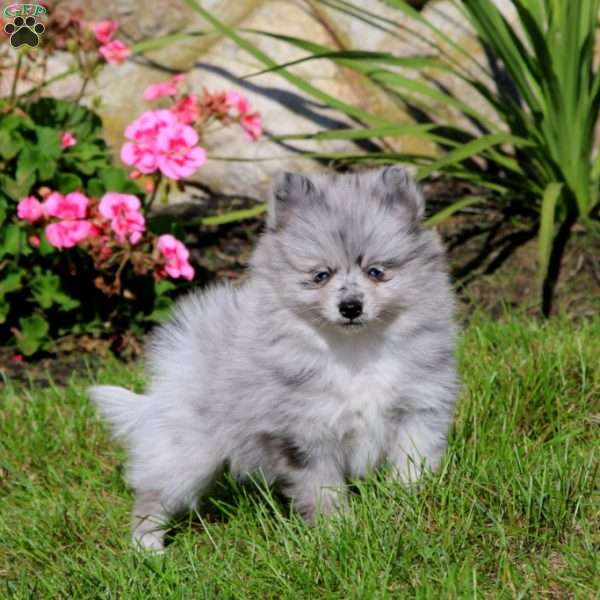 Kierra, Pomeranian Puppy