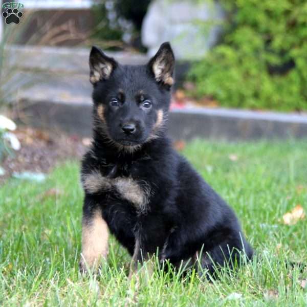 Kierra, German Shepherd Puppy