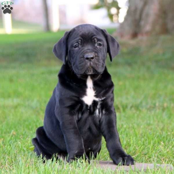 Kierra, Cane Corso Puppy