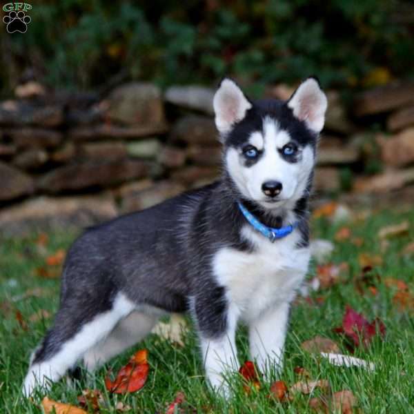 Kierra, Siberian Husky Puppy