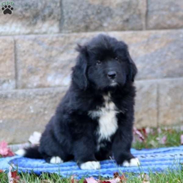 Kierra, Newfoundland Puppy