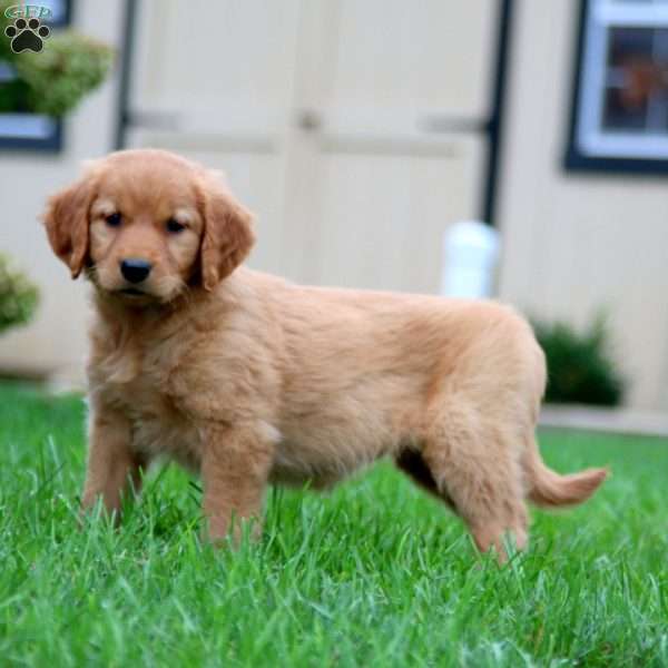 Kierra, Golden Retriever Puppy