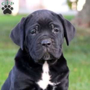 Kierra, Cane Corso Puppy