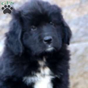 Kierra, Newfoundland Puppy