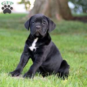 Kierra, Cane Corso Puppy