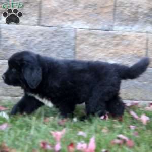 Kierra, Newfoundland Puppy