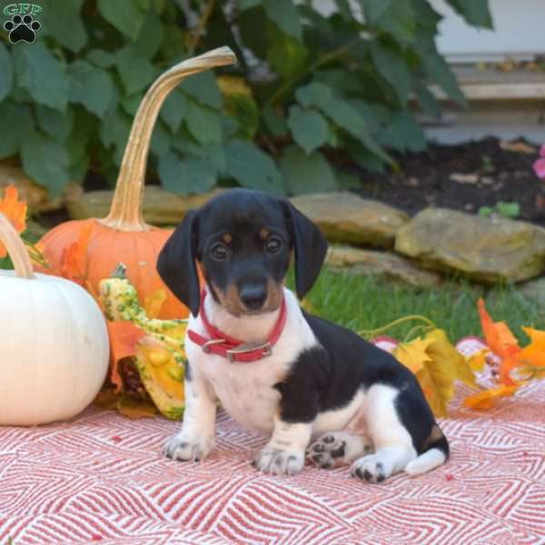 Kiki-Mini, Dachshund Puppy