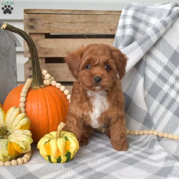 Kiki-F1BB, Cavapoo Puppy