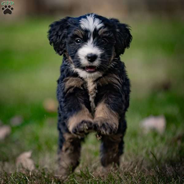 Kili, Mini Bernedoodle Puppy