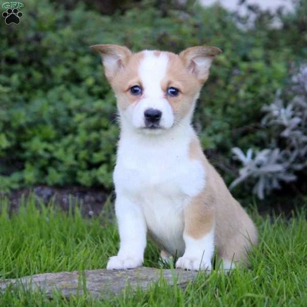 Kim, Pembroke Welsh Corgi Puppy