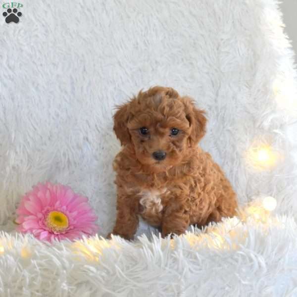 Kimberly, Miniature Poodle Puppy