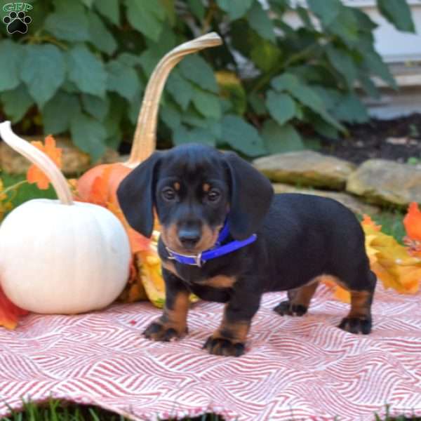 King-Mini, Dachshund Puppy