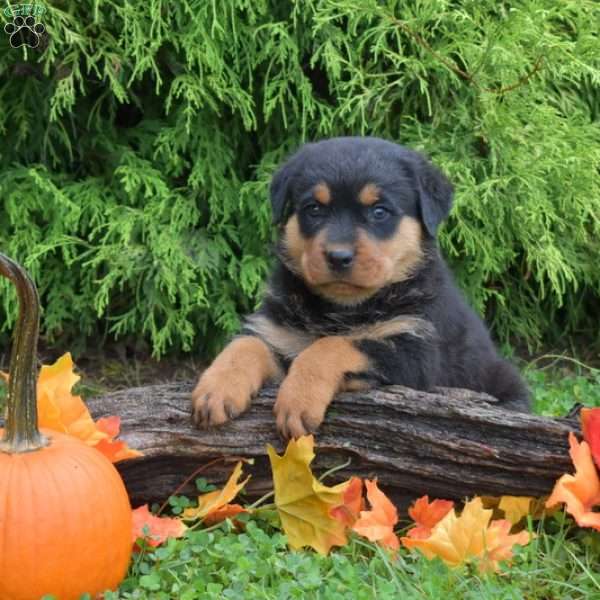 King, Rottweiler Puppy