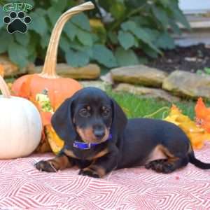 King-Mini, Dachshund Puppy