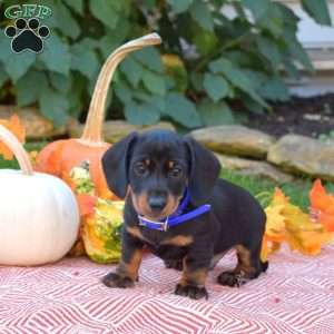 King-Mini, Dachshund Puppy