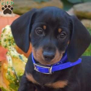 King-Mini, Dachshund Puppy