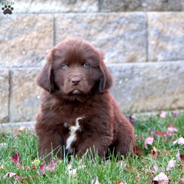 King, Newfoundland Puppy