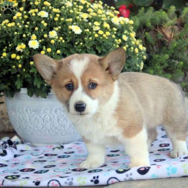 Kingpin, Pembroke Welsh Corgi Puppy