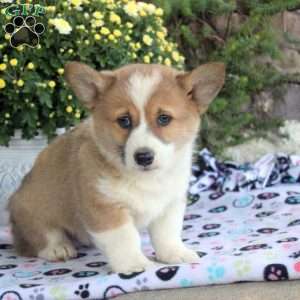 Kingpin, Pembroke Welsh Corgi Puppy