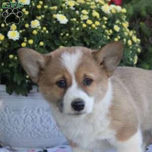 Kingpin, Pembroke Welsh Corgi Puppy