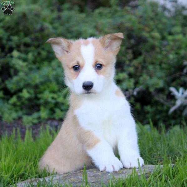 Kingston, Pembroke Welsh Corgi Puppy