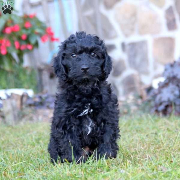 Kip, Mini Labradoodle Puppy