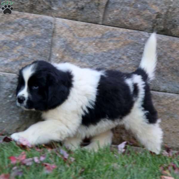 Kip, Newfoundland Puppy