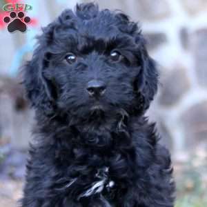 Kip, Mini Labradoodle Puppy