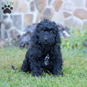 Kip, Mini Labradoodle Puppy