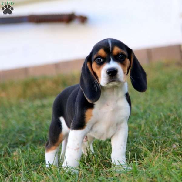 Kip, Beagle Puppy