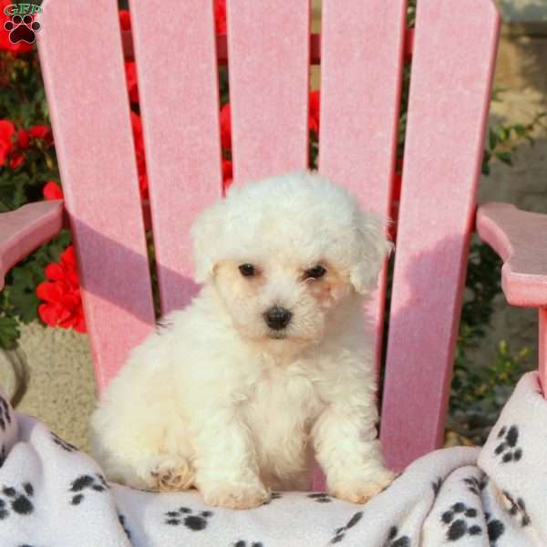 Kira, Bichon Frise Puppy