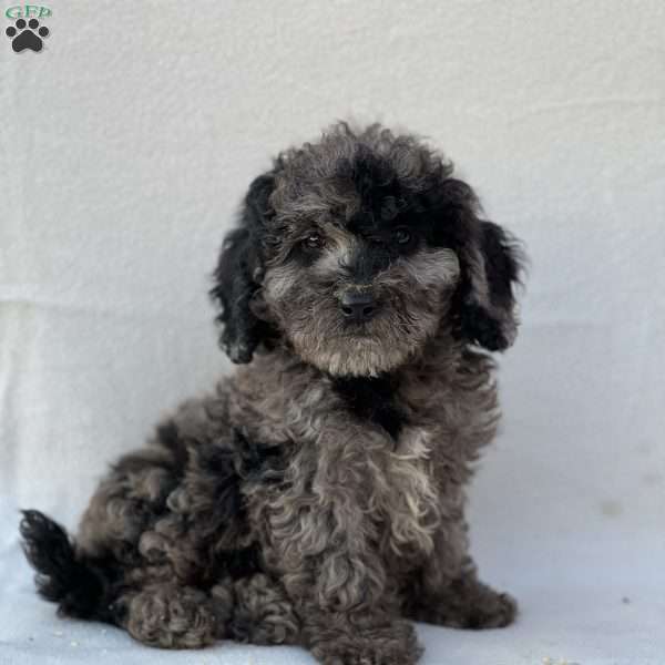 Kirby, Mini Goldendoodle Puppy