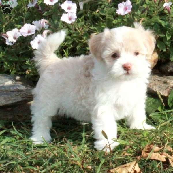 Kiri, Havanese Puppy