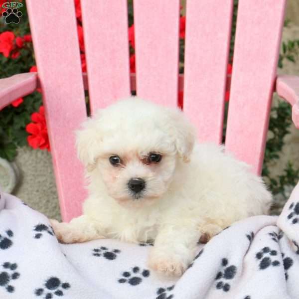 Kirk, Bichon Frise Puppy