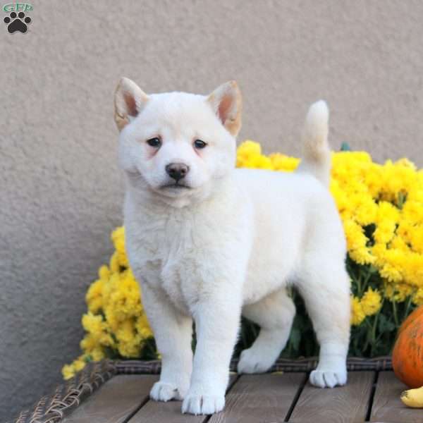 Kisses, Shiba Inu Puppy