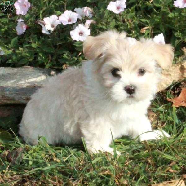 Kit, Havanese Puppy